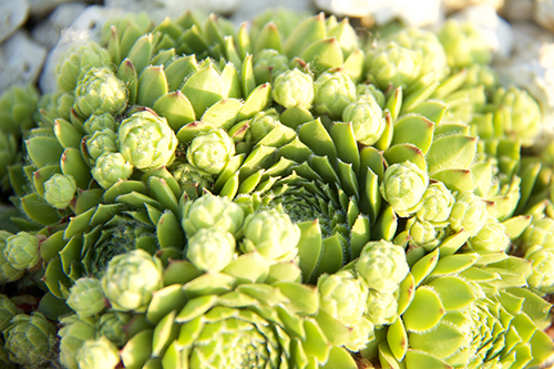Stonecrop